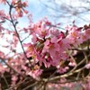 おかめ桜