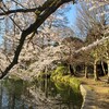 善福寺公園は桜満開