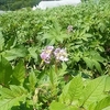 雨で野菜が元気いっぱい