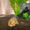 【ヒトリゴト】ミナミヌマエビが増えました！〜初の脱皮編〜