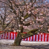 八重桜咲き始め