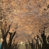 夕景の「千貫桜」・・・