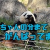 朝イチじゃなくても起きていた🐼…のは日曜日のサービスですか？笑