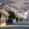 早稲田の桜