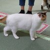 今週の猫茶屋