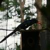 Green Wood Hoopoe  モリヤツガシラ