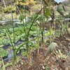 タケノコ芋の撤収収穫と、野菜保存スペースの開墾