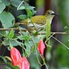 タテジマクモカリドリ(Streaked Spiderhunter)