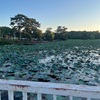 抑圧