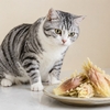みょうがの天ぷらに興味津々な猫