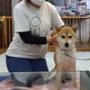 2度目のドッグマッサージ