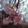 雨しずく梅の花　吐く息白く 走り抜け