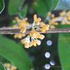 咲いています！キンモクセイ、金木犀Osmanthus fragrans var. aurantiacus