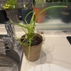 食べ終わりの根っこから植えた青ネギ （小ネギ）を食べてみてわかったことは「無限ではない」