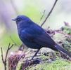 コンヒタキ（白尾鸝：White-tailed Robin）