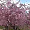 常陸風土記の丘公園のしだれ桜！