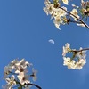 花は短い