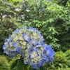 紫陽花からの夕暮れ