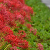 曼珠沙華　雨の荒川で