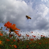 キバナコスモスに飛んできたミツバチ