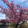 河津桜