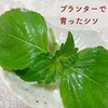 プランター菜園の「シソの葉」おいしい！食に栄養と彩りを♪