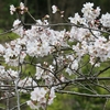 　桜，春の花