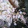 ソメイヨシノの開花