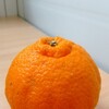 不知火みかんの袋かけ🍊