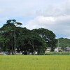 晩夏東近江の風景