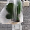 100均でフィカス・ベンガレンシスを手に入れた