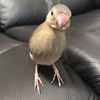 ヒナ文鳥おちゃこさんが亡くなった原因を考えてみた