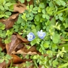 小さな草花を知る散歩（春？）