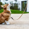 愛犬家必見！犬のしつけ法のポイント