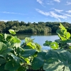 ロクハ池（ 滋賀県草津）