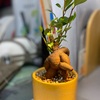 ツマと散歩