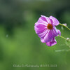 【Z 9 & NIKKOR Z 85mm f/1.2 S & NIKKOR Z 24-120mm f/4 S・宮城県加美郡加美町】10月の昼のやくらいガーデンは素敵 。October   2023