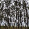ふくよし号+青パトというアイデア