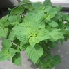 大葉16週目（青じそ）