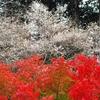四季桜と紅葉を豊田で堪能してから天然ラドン温泉に浸かる旅は素敵☆