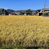 今年の稲刈り、終わりました！
