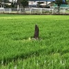 人柱になった山伏を祀った　小野の堰神社（厚木市）