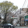 3月30日（日）雨　常盤平、桜