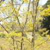 早春の馬見丘陵公園