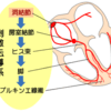 心臓の刺激伝導系の経路