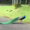 ハワイ島、Panaewa Rainforest Zooの真の見所（奴らと奴ら）