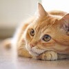 孫さん、トランプに喰らい付く❗