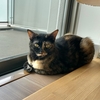 最近もなちゃんのトイレの砂かきが激しくてお悩み中。