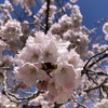 【 2022 春・徳島の桜 】 今年の春も桜が綺麗に咲いていた（人生は感動）