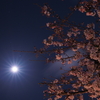 今日の一枚「夜桜」(2017.04.07)[花]
